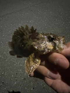 ベッコウゾイの釣果