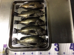 クロメバルの釣果