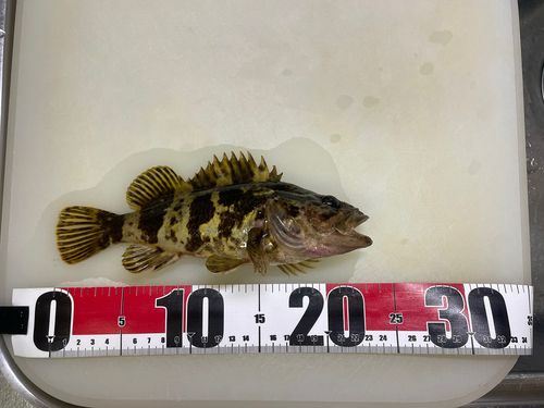 タケノコメバルの釣果
