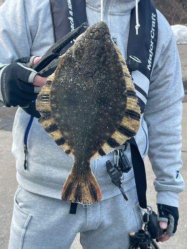 カワガレイの釣果