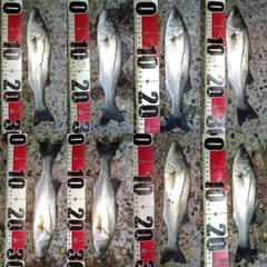セイゴ（マルスズキ）の釣果