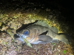 シロメバルの釣果