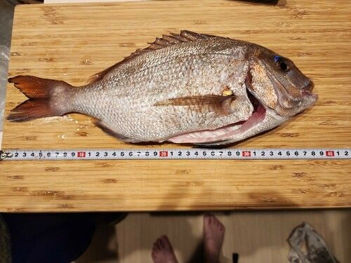 タイの釣果