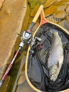 ブラウントラウトの釣果