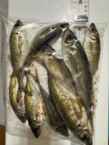 アジの釣果