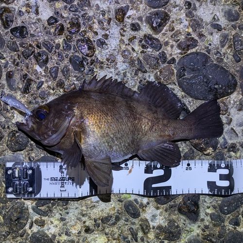 メバルの釣果