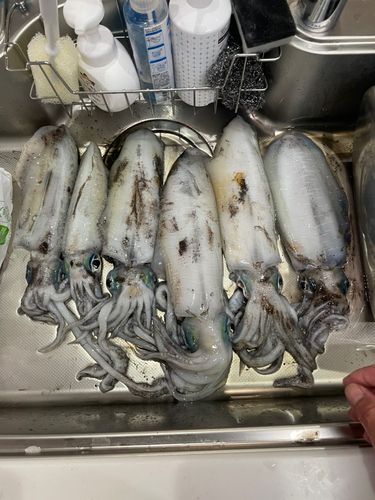 アオリイカの釣果