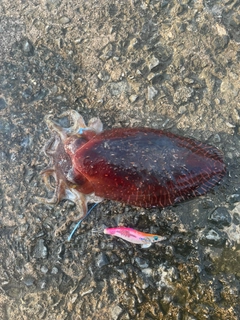 コブシメの釣果