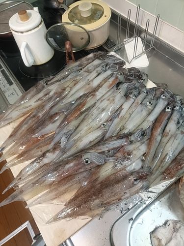 ヤリイカの釣果