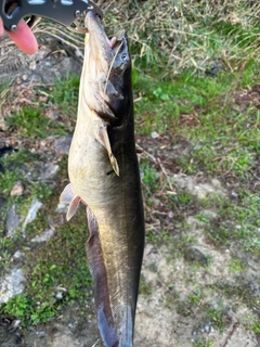 ナマズの釣果