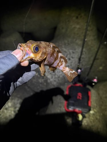 メバルの釣果