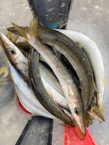 カマスの釣果