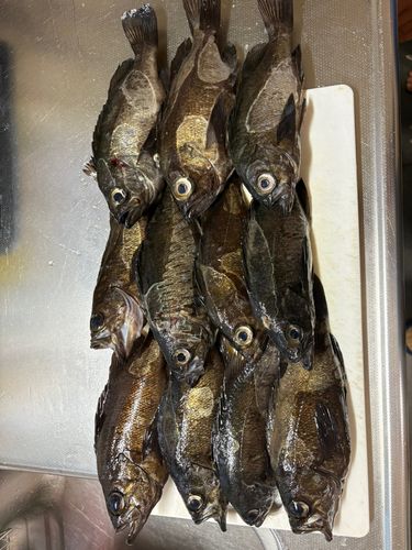 クロメバルの釣果