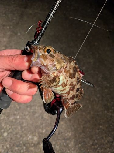 ガシラの釣果