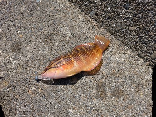 アカササノハベラの釣果