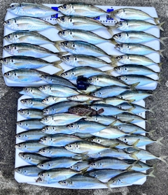 アジの釣果
