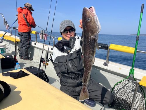 タラの釣果