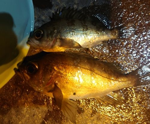 シロメバルの釣果