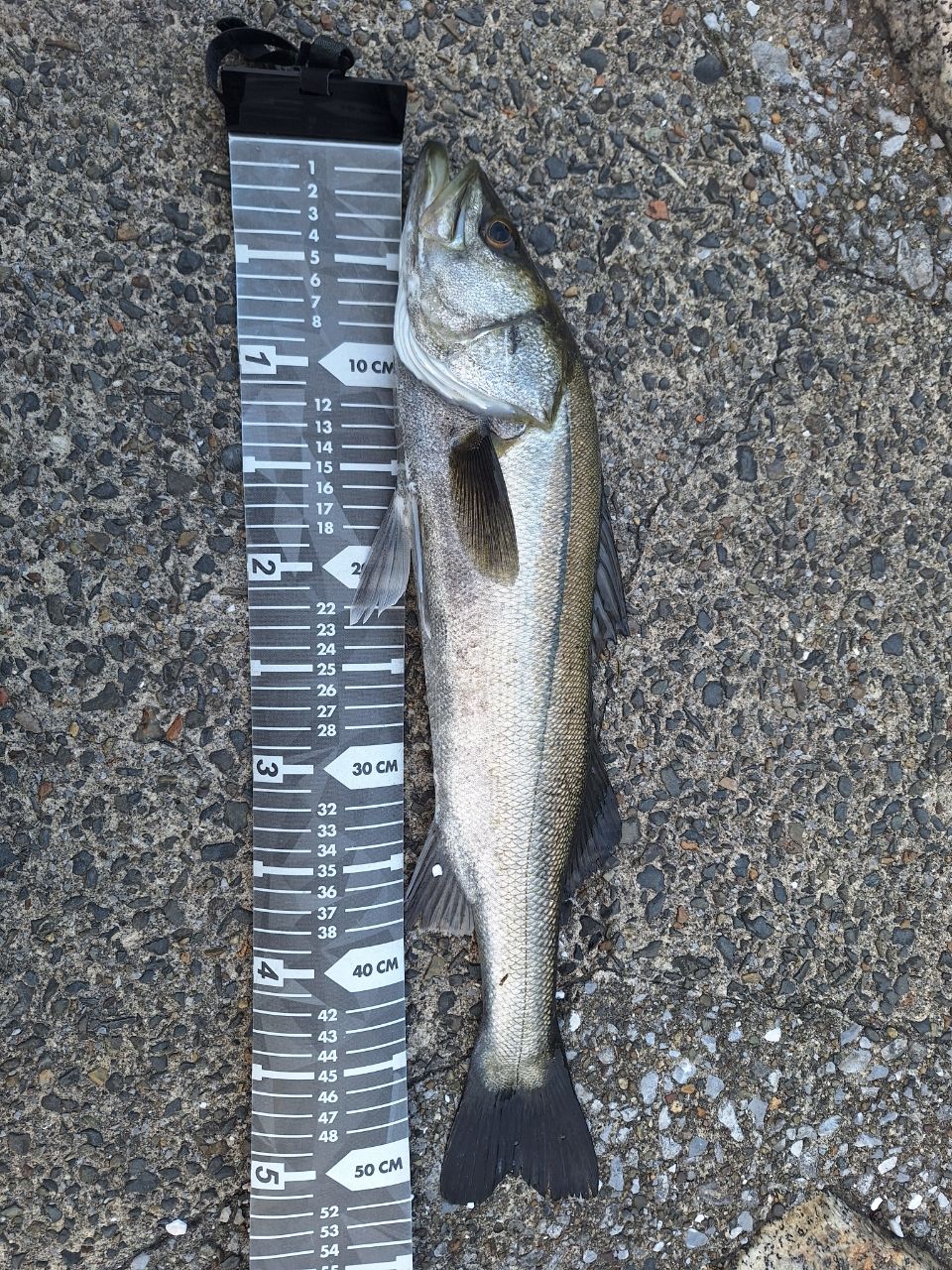DAIWA LABRAX 90L-F シーバスロッド 【公式通販】