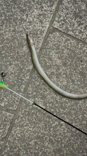 ウナギの釣果