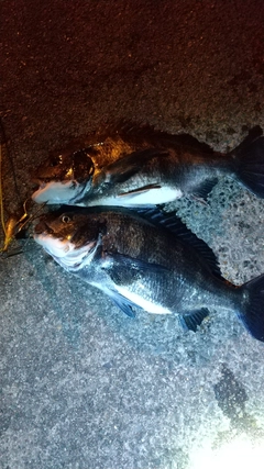 クロダイの釣果