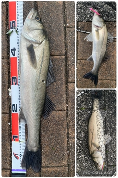 フッコ（マルスズキ）の釣果