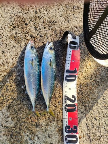 サバの釣果