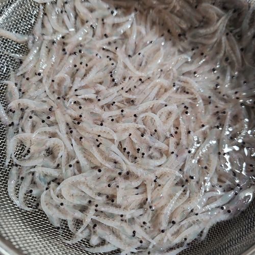 エビの釣果