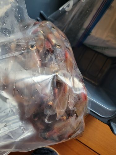 ホタルイカの釣果
