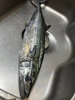 サワラの釣果