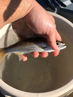 セイゴ（マルスズキ）の釣果