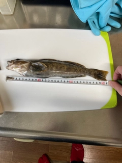 アイナメの釣果