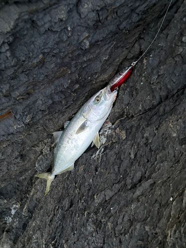 ヤズの釣果