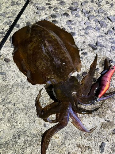アオリイカの釣果