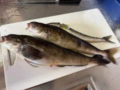 ホッケの釣果