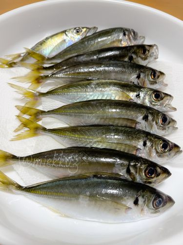 アジの釣果