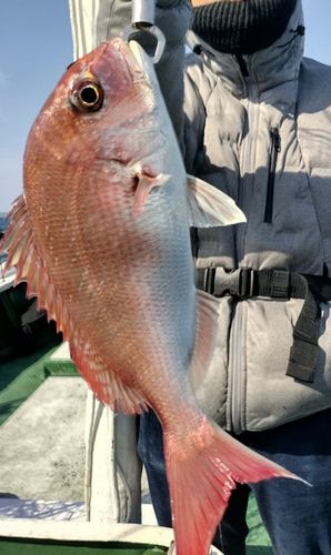 マダイの釣果