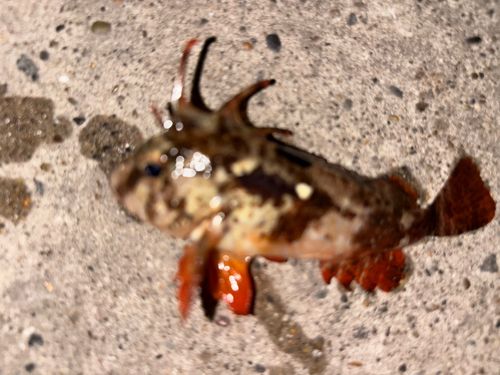 ハオコゼの釣果