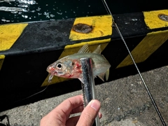 マアジの釣果