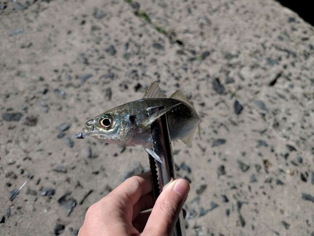SHIMANO 18ソアレ SS アジング S68UL-Sの最安値・インプレ・釣果
