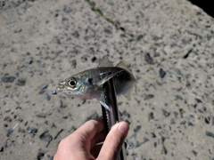マアジの釣果