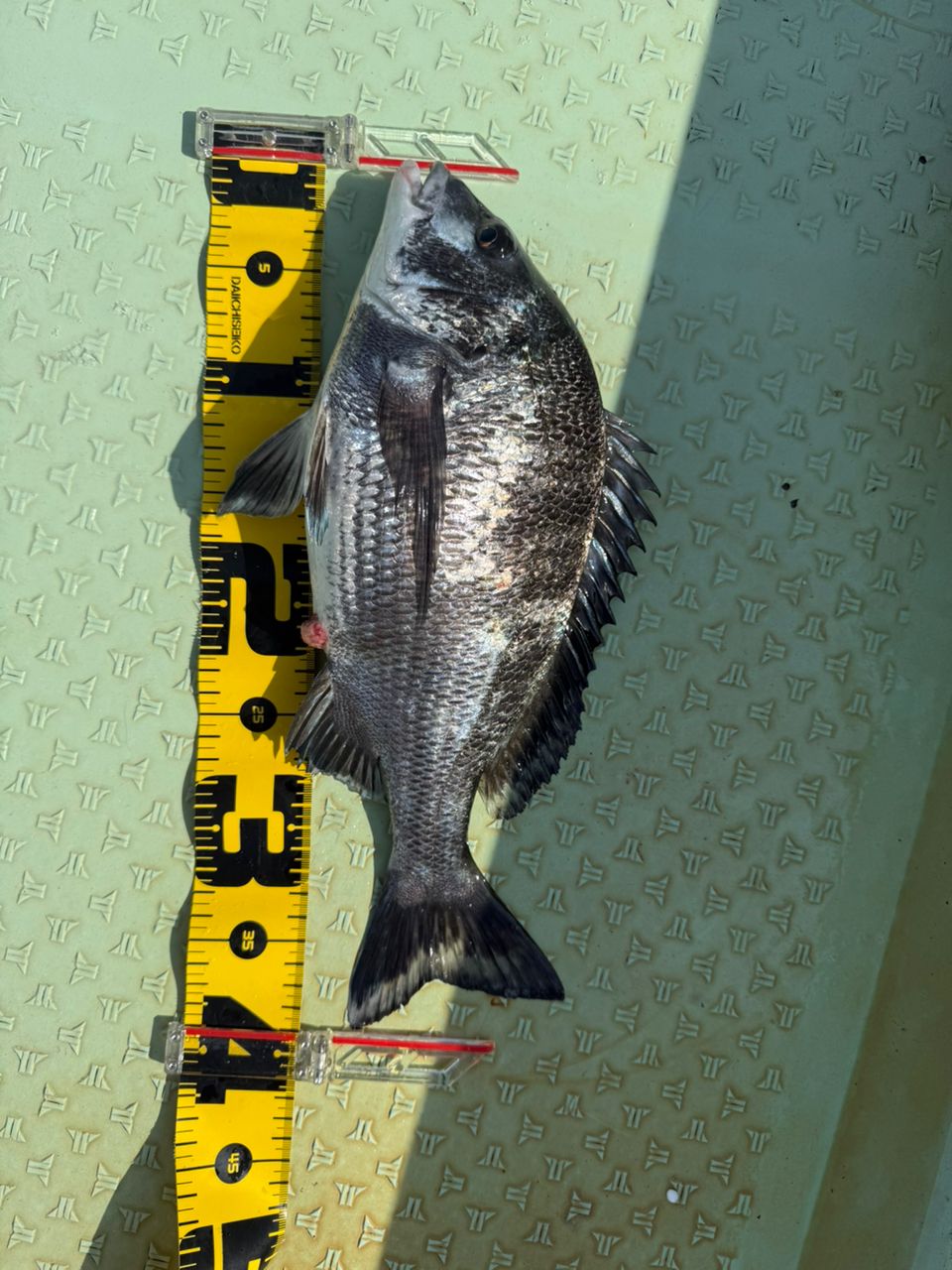 DAIWA 15キャタリナ BJ 200SHの最安値・インプレ・釣果 | 本音の口コミ