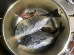 チヌの釣果