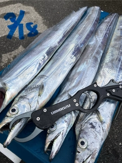 タチウオの釣果