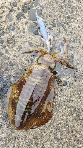 アオリイカの釣果