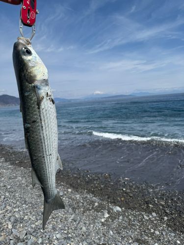 ボラの釣果