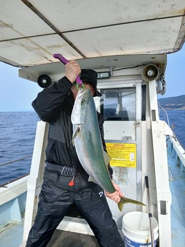 ブリの釣果