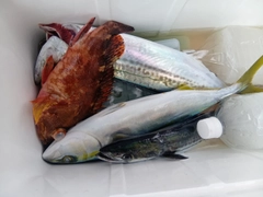 サゴシの釣果
