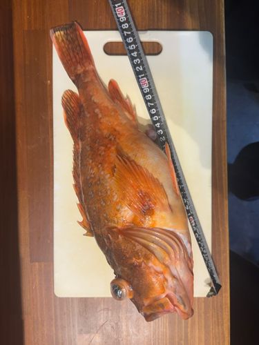 ウッカリカサゴの釣果