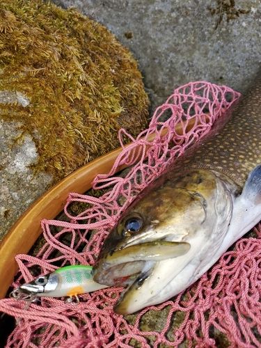ブルックトラウトの釣果